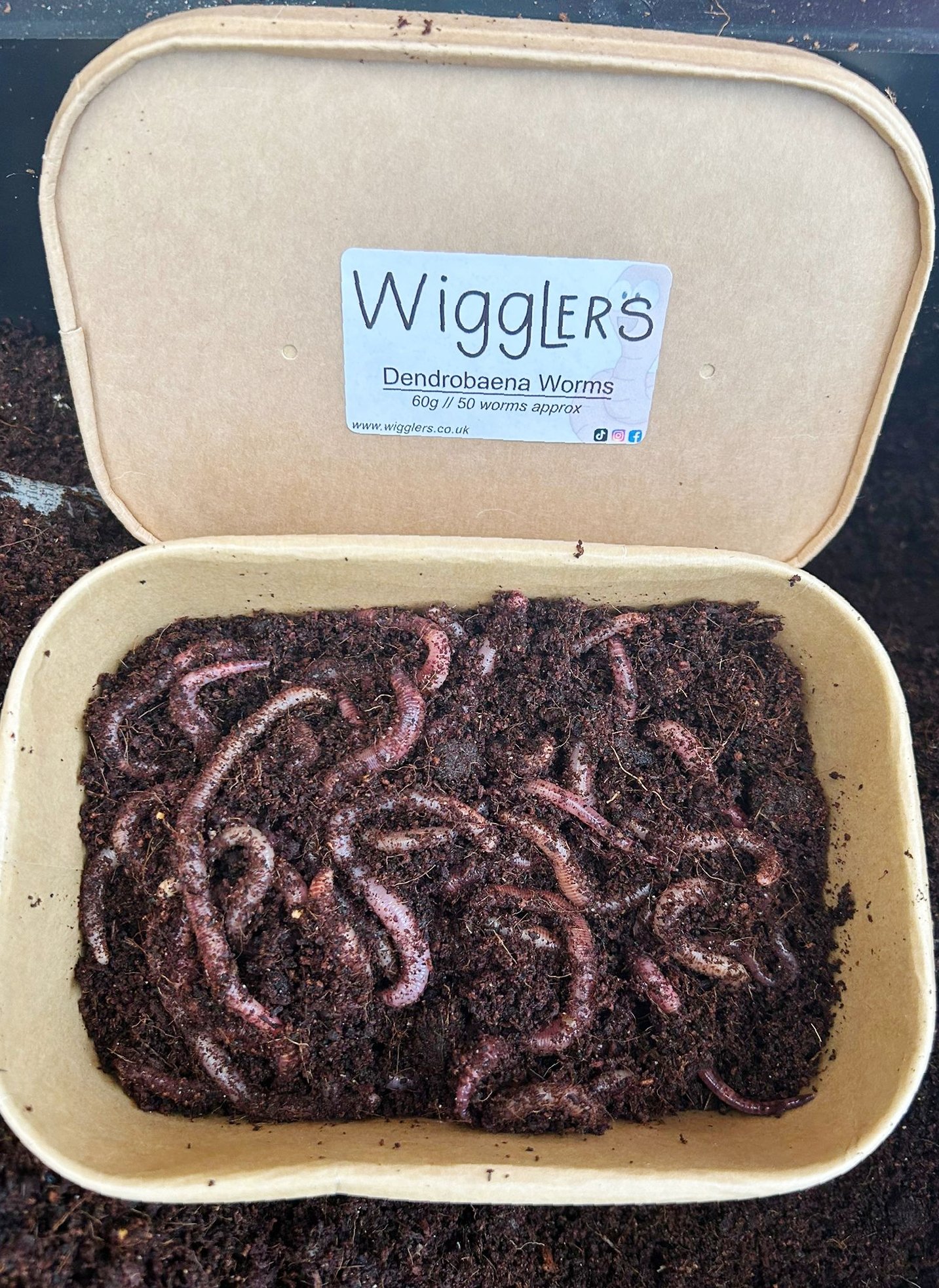 wigglers fishing worms